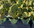 4" Cactus Opuntia Golden Bunny Ears